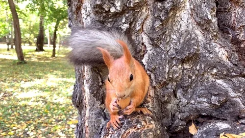Close up of red squirrel eating the pecan nut sitting on the tree Stock-Footage 116732694