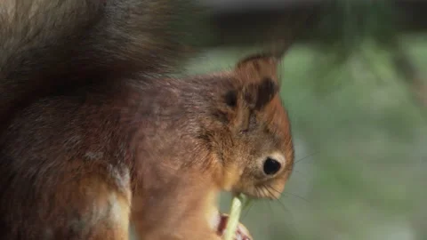 Close-up of a Red Squirrel that eats. Stock Footage 199111793