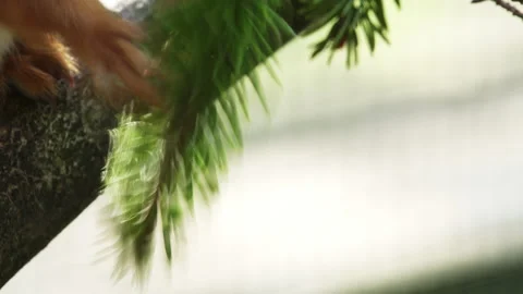 Close-up of a Red Squirrel that eats. Stock Footage 200938685