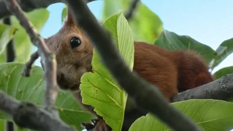 Close-up of red squirrel face hiding behind green leaf Stock Footage 328962011