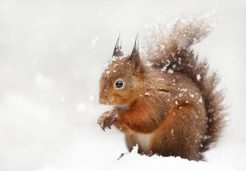 Close up of a red squirrel in the falling snow Stock Photos