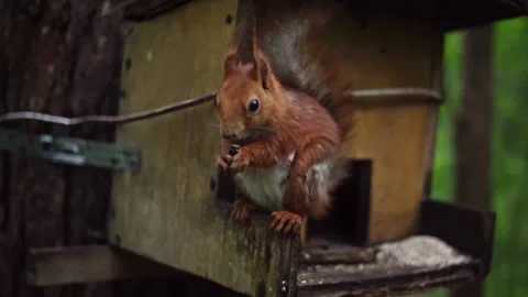Close-Up: Red Squirrel Feasting on Nuts Stock Footage 276205552