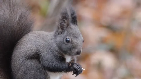 A close-up of a red squirrel 스톡 동영상 306295450