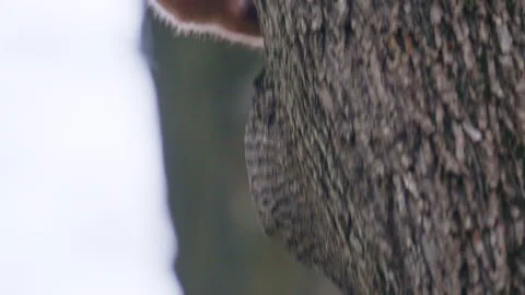A close up of a red squirrel holding and eating food on the ground, focusing on Stock Footage 335386923