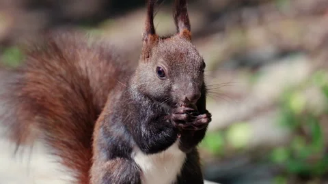 Close up of a red squirrel holding and eating a nut, showing detailed paw Stock Footage 337243482