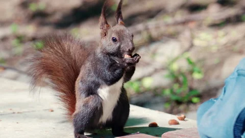 Close up of a red squirrel holding and eating a nut, showing detailed paw Stock Footage 337243854