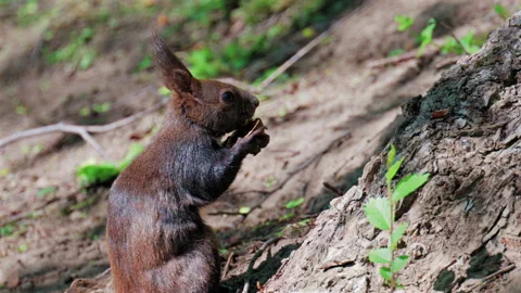 Close up of a red squirrel holding and eating a nut, showing detailed paw Stock Footage 337246282