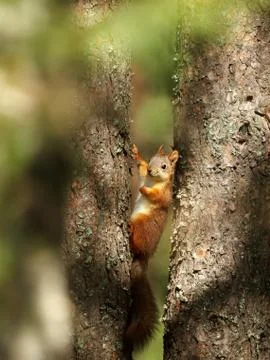 Close up of a Red squirrel perched in a tree Stock Photos