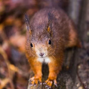 Up close with a Red squirrel Stock Photos
