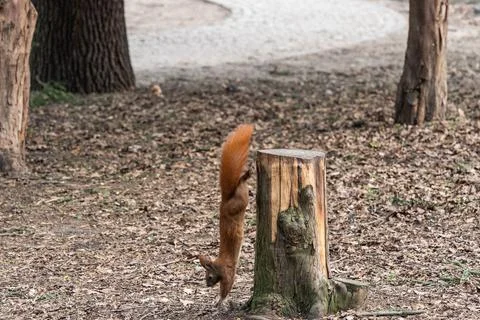 Close-up of red squirrel (Sciurus vulgaris ognevi) in park on sunny day Stock Photos