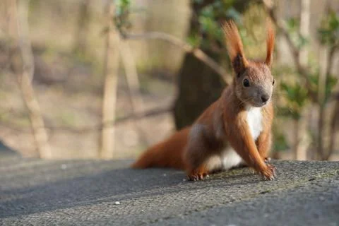 Close-up of red squirrel (Sciurus vulgaris ognevi) in park on sunny day Stock Photos