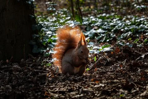 Close-up of red squirrel (Sciurus vulgaris ognevi) gnawing nut in park on sunny Fotos de archivo