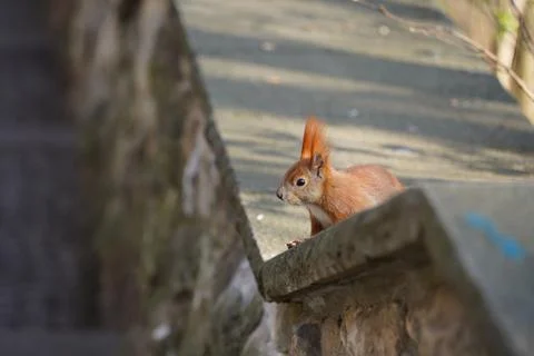 Close-up of red squirrel (Sciurus vulgaris ognevi) in park on sunny day Stock Photos