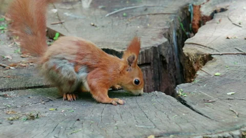 Close up of a red squirrel searching in a cut tree trunk Stock Footage 336810604