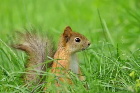 Close up of a Red squirrel sitting in the grass Stock Photos