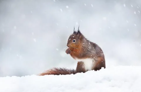 Close up of a red squirrel sitting in the snow Stock Photos