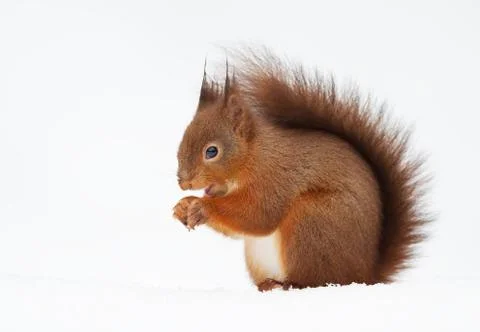 Close up of a red squirrel sitting in the snow Stock Photos