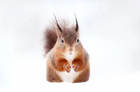Close up of a red squirrel sitting in the snow Stock Photos