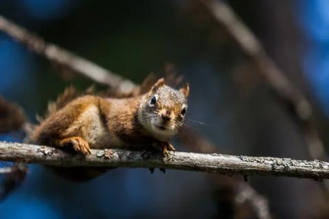 Close-up of a Red Squirrel in a tree. Foto stock