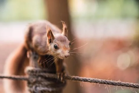 Close-up of a red squirrel walking on a rope. Sciurus vulgaris. shallow depth of Stock Photos