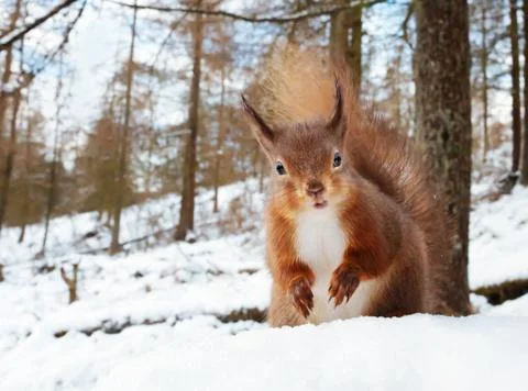 Close up of a red squirrel in winter in natural habitat Stock Photos