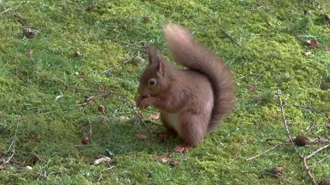Close up of red squirrels eating nuts in woodland on a summer morning Stock Footage 267001530
