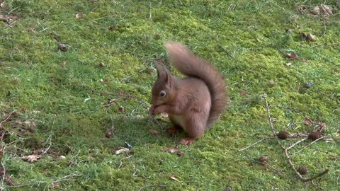 Close up of red squirrels eating nuts in woodland on a summer morning Stock Footage 267001647
