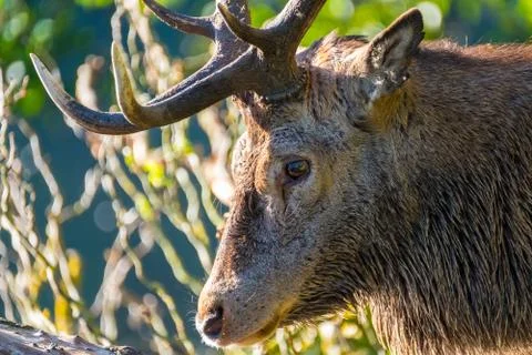 Close Up of Red Stag Stock Photos