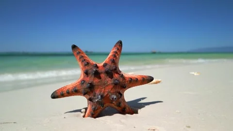 Close-up of red starfish on a sandy tropical beach in Phu Quoc Island, Vietnam, Stock Footage 345020110