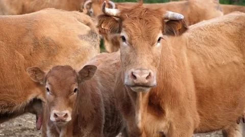 Close up of a red steer cow and calf. (60fps). Stock-Footage 130812495
