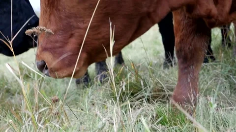 CLose Up Red Steer Nose and Eyes Stock Footage 153240145