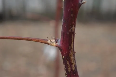 Close-up of a red stem showcasing growth and texture in a garden setting during Stock Photos