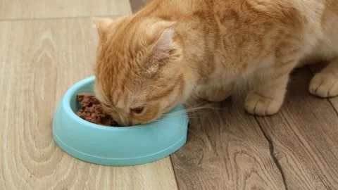 Close up red striped Scottish fold cat eats dry food from blue bowl on the floor Stock Footage 226307244