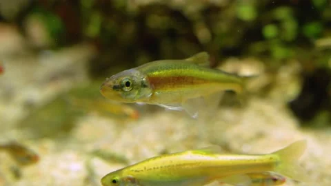 Close up of a red stripped fish. Stock Footage 233786727