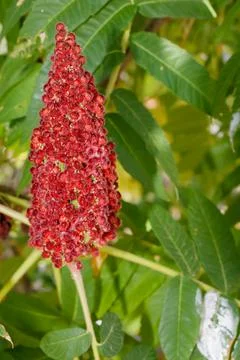 Close-up of red sumac seed cluster on a green leafy branch in natural sunligh Stock Photos