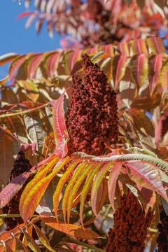 Close-up of red sumac seed clusters surrounded by colorful autumn leaves un.. Stock Photos