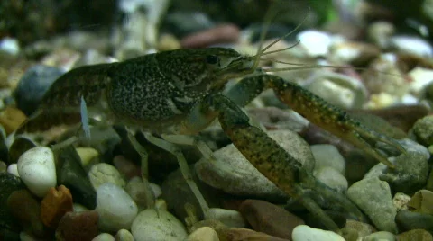 Close-up of a Red Swamp Crayfish resting underwater Stock Footage 359188