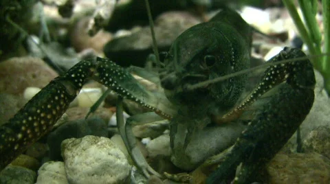 Close-up of a Red Swamp Crayfish resting underwater Stock Footage 359190