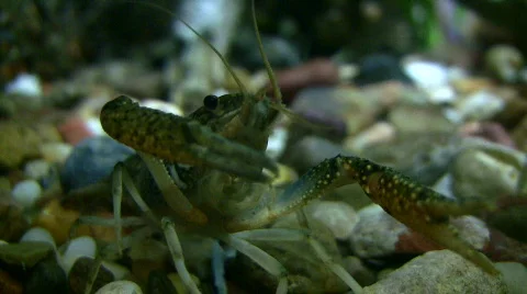 Close-up of a Red Swamp Crayfish resting underwater Stock Footage 368532
