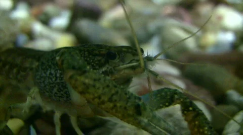 Close-up of a Red Swamp Crayfish resting underwater Stock Footage 368540