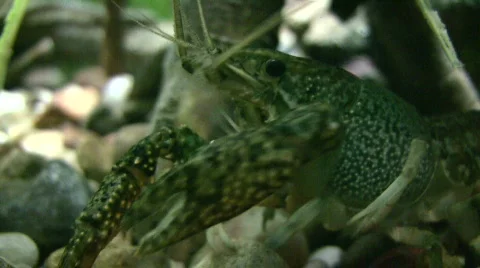 Close-up of a Red Swamp Crayfish resting underwater Stock-Footage 368556
