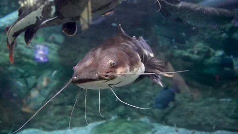 Close-up of a red-tailed catfish swimming underwater Video stock 230065761
