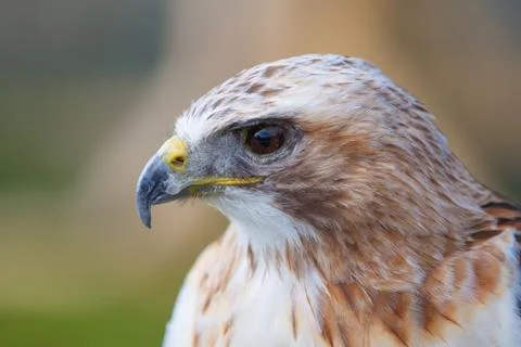 Close up red tailed hawk Stock Photos