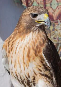 Close-up of a red-tailed hawk staring off Stock Photos