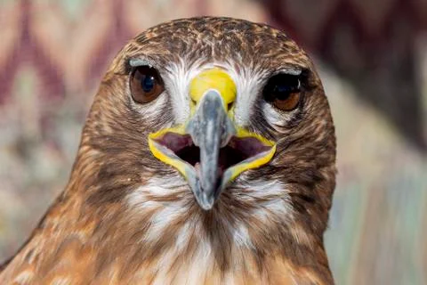 Close-up of a red-tailed hawk staring to the camera Stock Photos