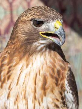 Close-up of a red-tailed hawk staring off Stock Photos