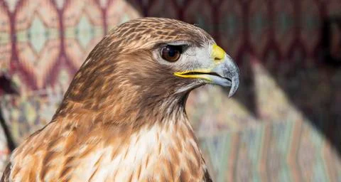 Close-up of a red-tailed hawk staring off Stock Photos