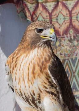 Close-up of a red-tailed hawk staring off Stock Photos