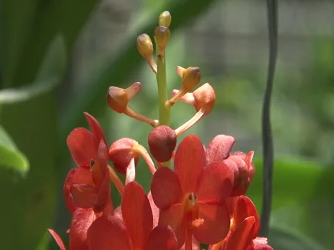 Close up of a red thai flower Stock Footage 139243491