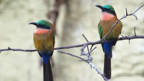 Close up of a Red-throated bee-eater Stock Footage 265813161